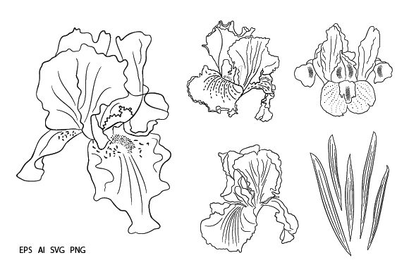 Iris Flowers Graphic for Decorative Design